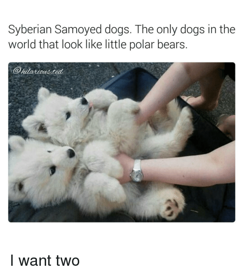 syberian-samoyed-dogs-the-only-dogs-in-the-world-that-6251323.png