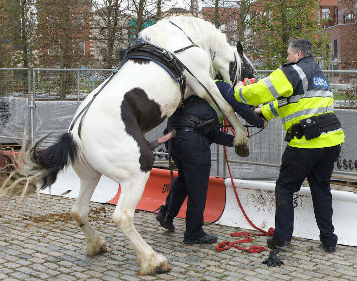 Mounted-Police.jpg